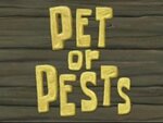 spongebob - Pet or Pests