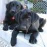The Black Lab